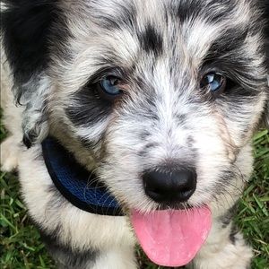 Meet your Posher, Peter